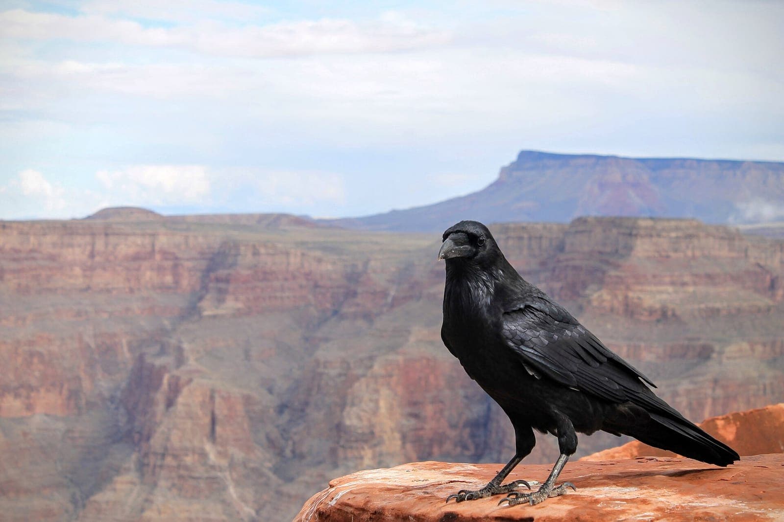 Grand Canyon West y Skywalk