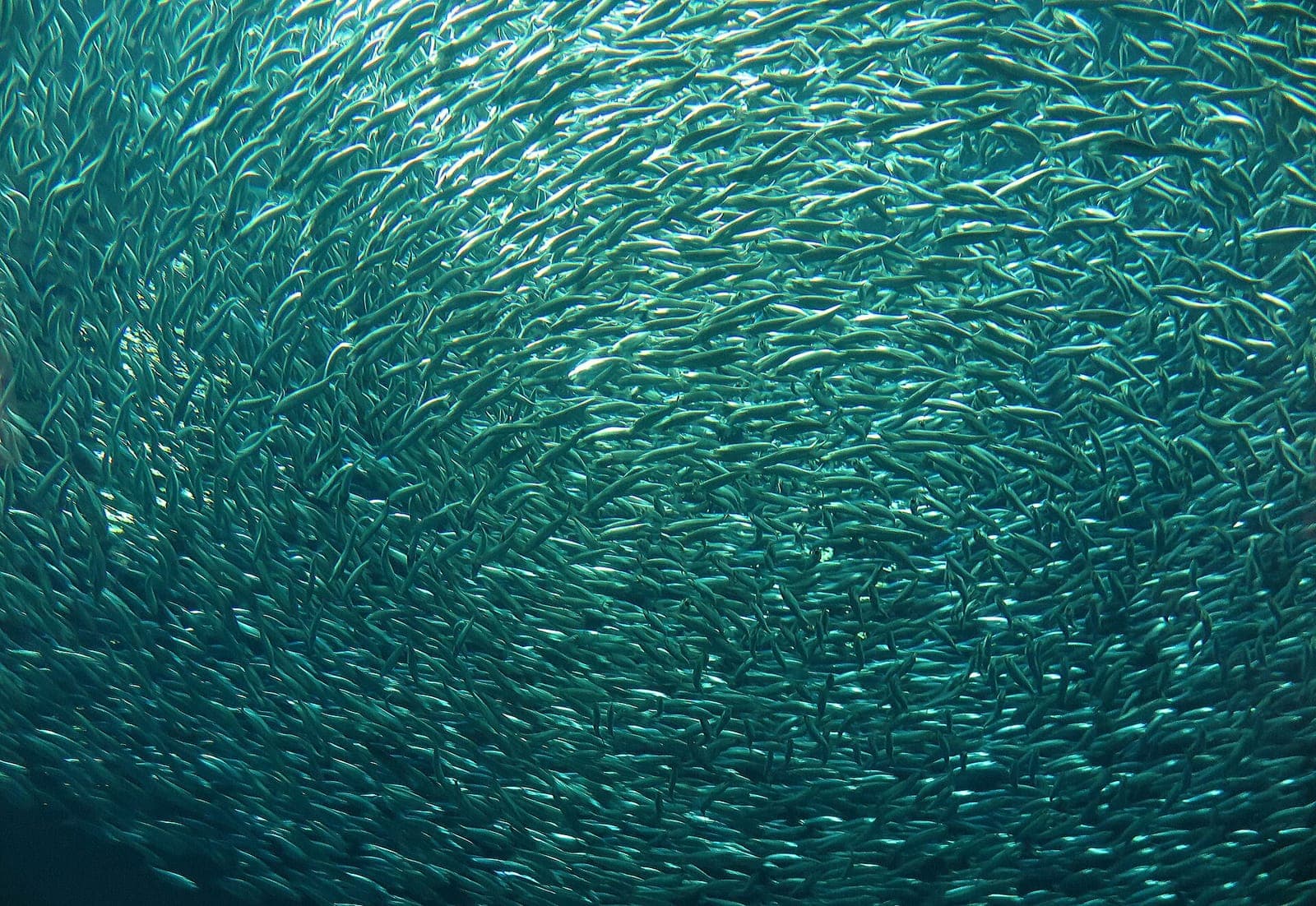 Acuario de la Bahía de Monterey